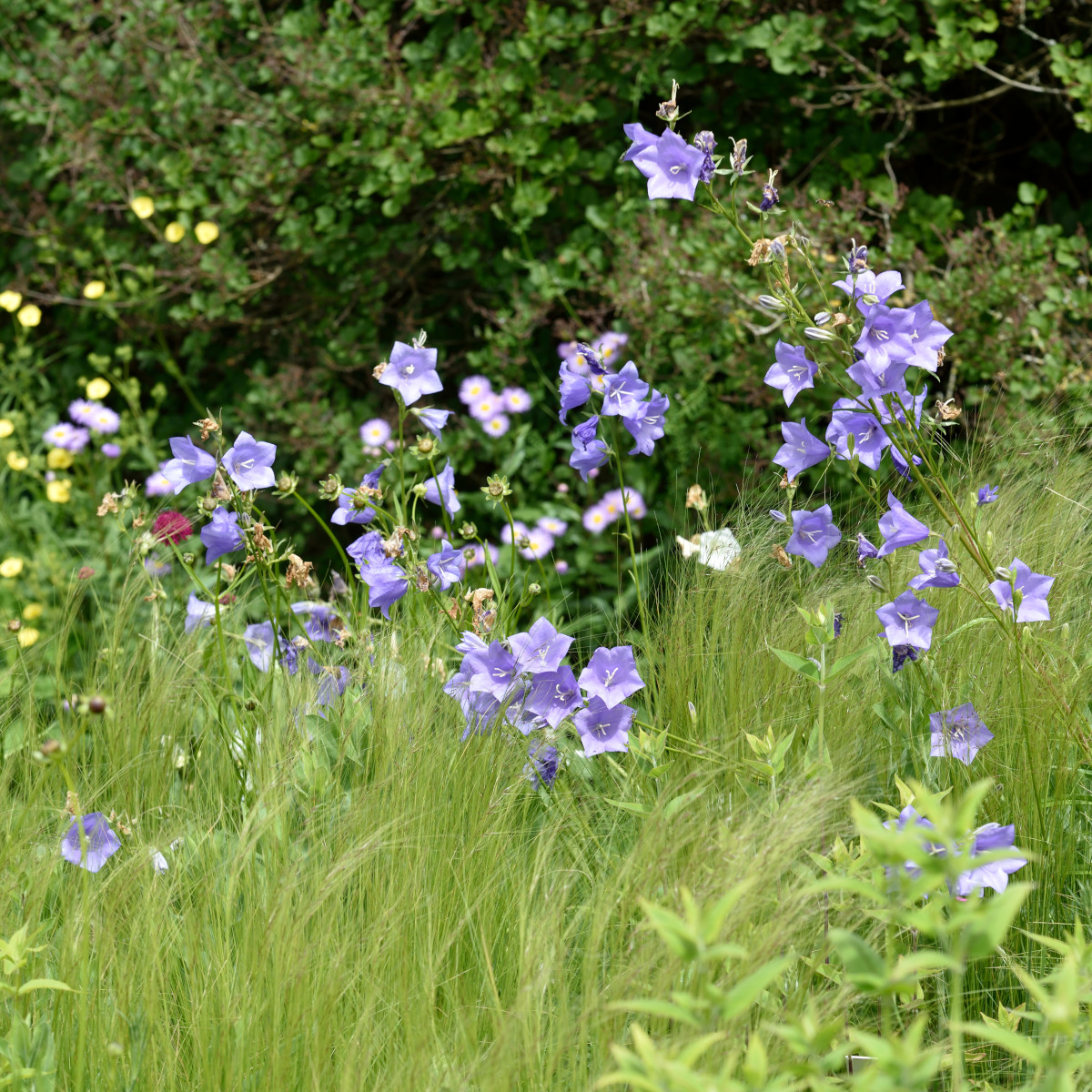Stor Blåklocka - Campanula persicifolia (Krukstorlek: 0,5-1L)