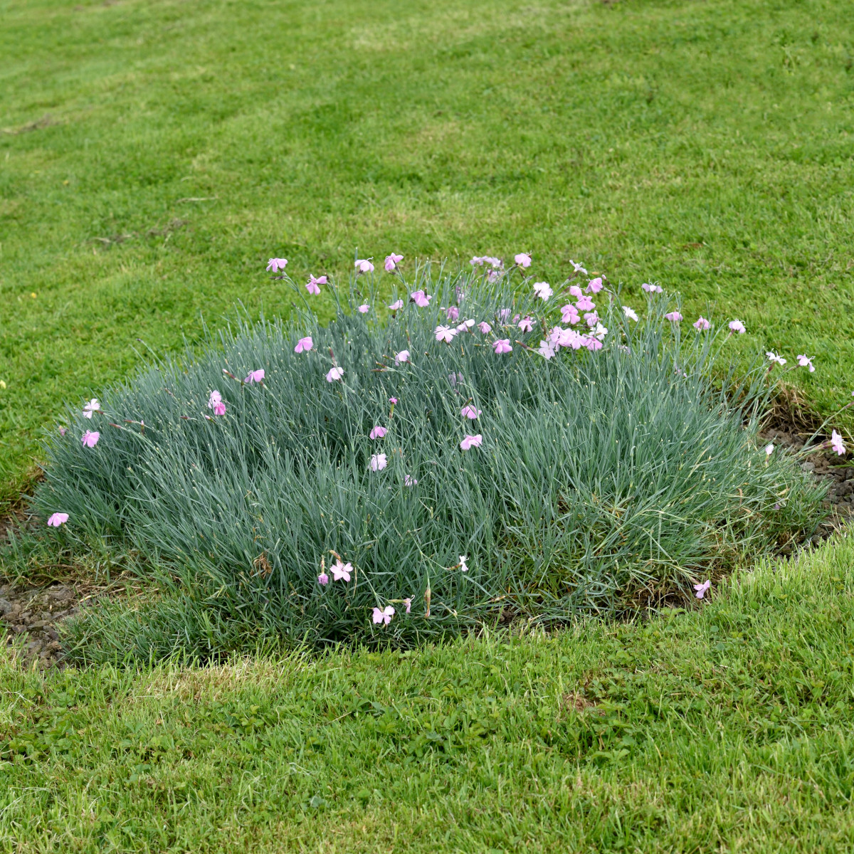 Bergnejlika - Dianthus gratianopolitanus (Krukstorlek: 0,5-1L)