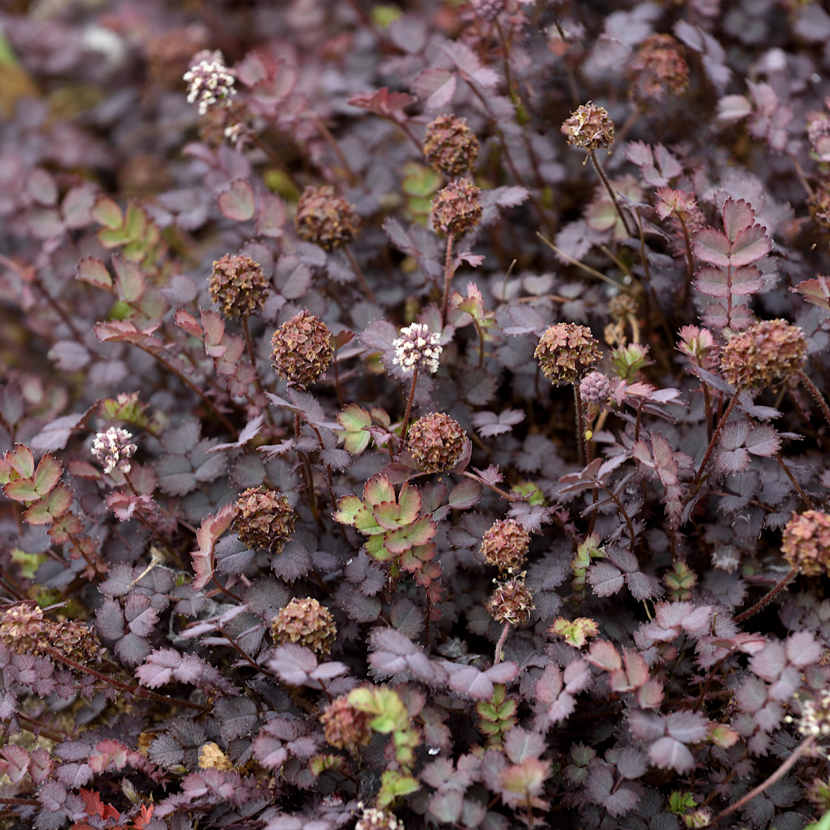 Taggpimpinell - Acaena inermis Purpurea (Krukstorlek: 0,5-1L)