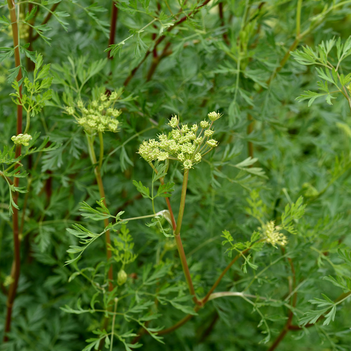 Flodslilja - Cenolophium denudatum (Krukstorlek: 0,5-1L)