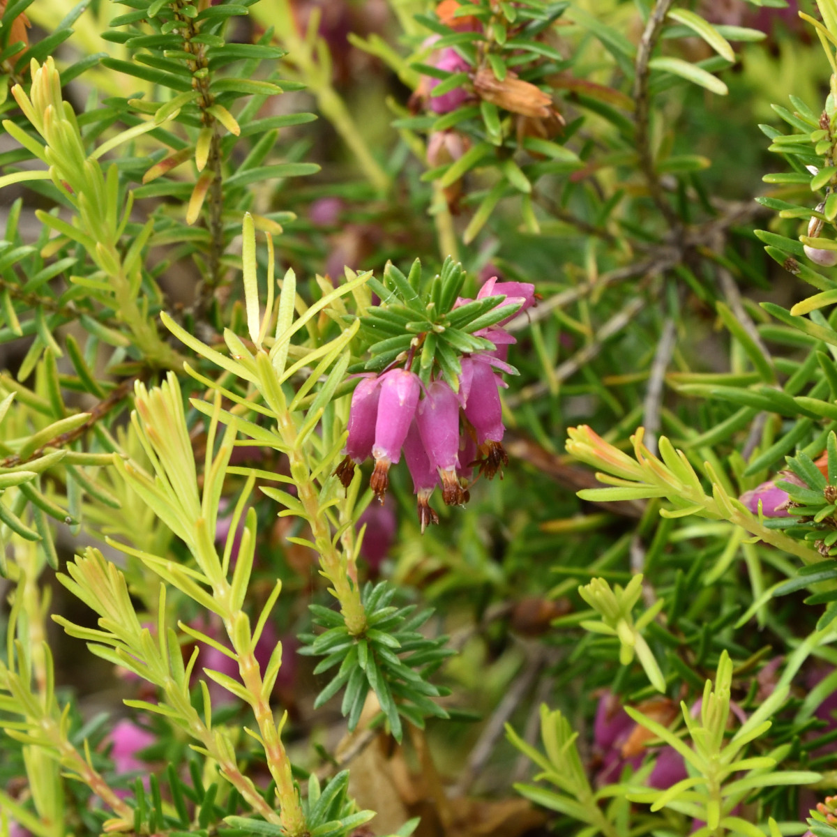 Vårljung - Erica carnea Foxhollow (Krukstorlek: 0,5-1L)