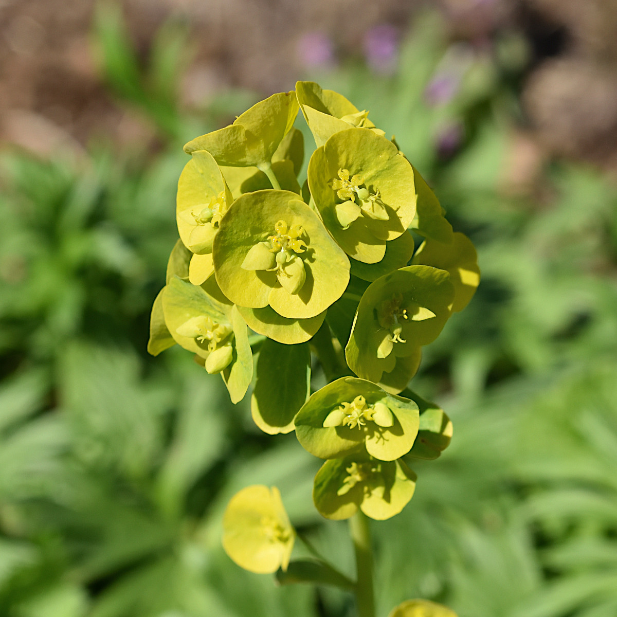 Mandeltörel - Euphorbia amygdaloides subsp. robbiae (Krukstorlek: 0,5-1L)