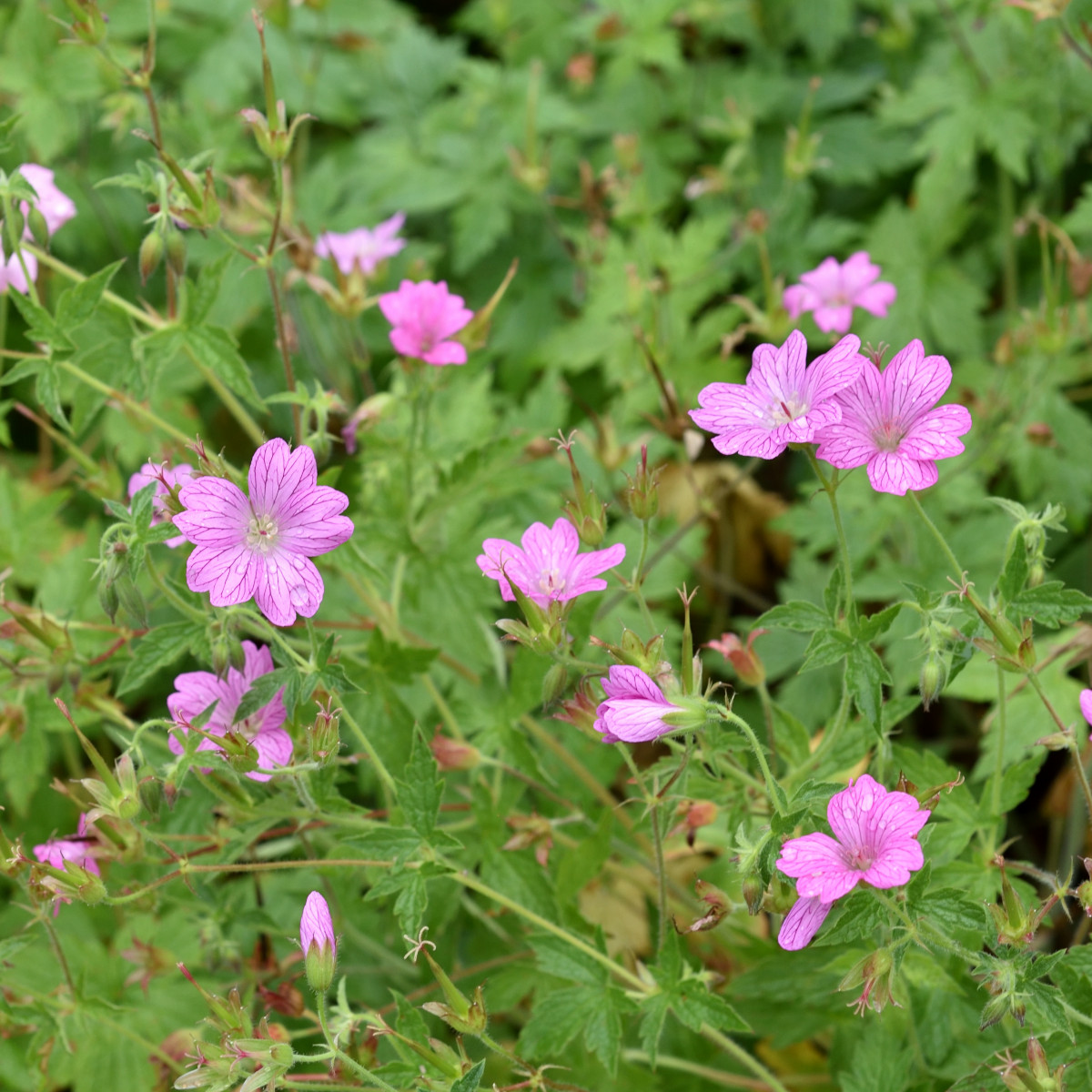Spanskn&auml;va - Geranium endressii (Krukstorlek: 0,5-1L)