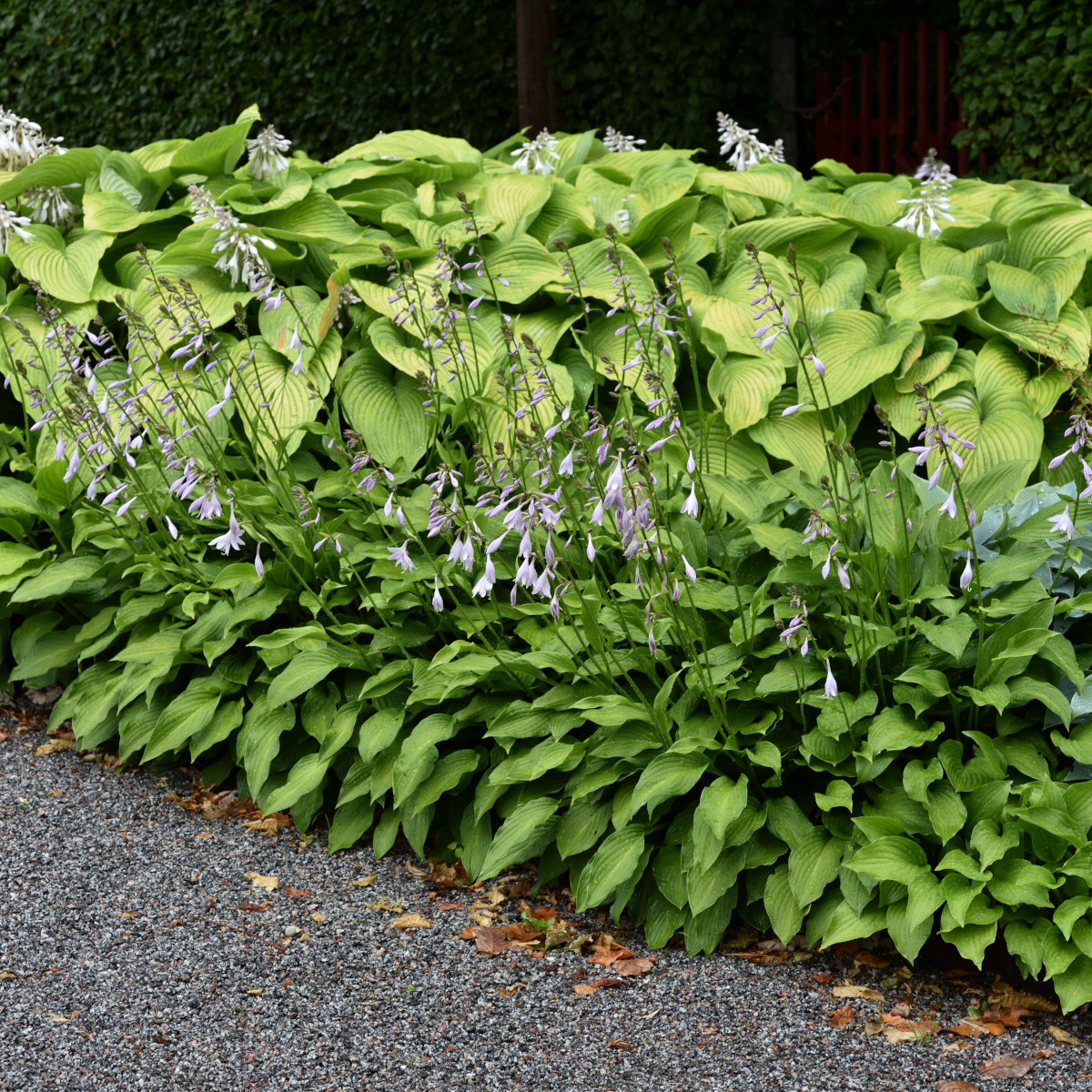Klockfunkia - Hosta ventricosa (Krukstorlek: 0,5-1L)