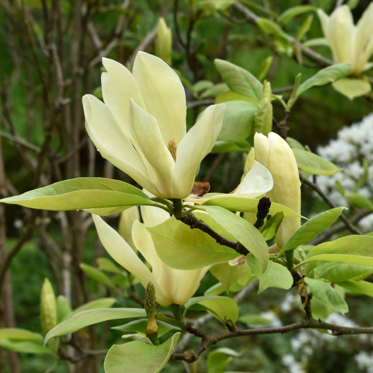 Hybridmagnolia - Magnolia Yellow Lantern (Storlek: 50-60 C5)
