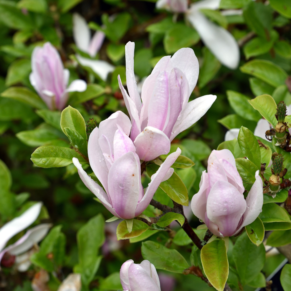 Liljemagnolia - Magnolia liliiflora George Henry Kern (Storlek: 50-60 C4)