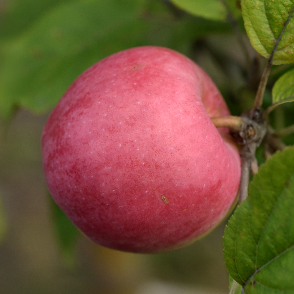 Sommaräpple - Malus domestica Röd Ananas (Storlek: stam A2 2 års co)