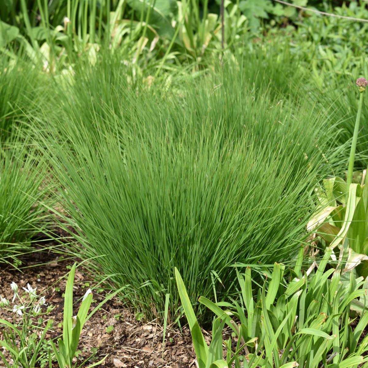 Blåtåtel - Molinia caerulea Heidebraut (Krukstorlek: 0,5-1L)