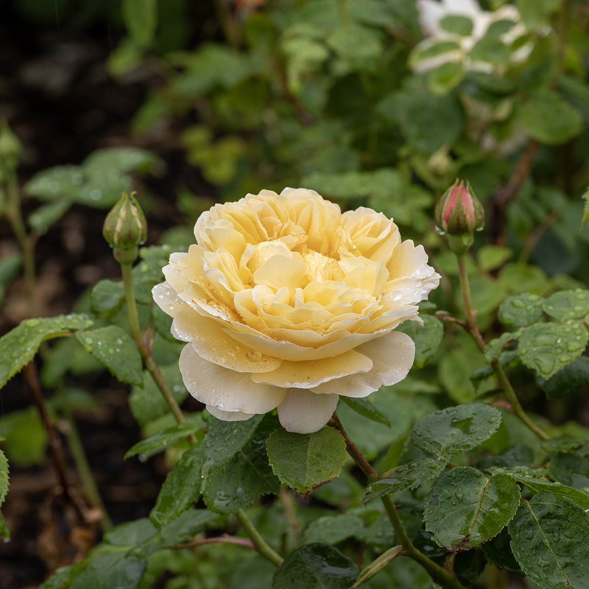 Engelsk Buskros - Rosa austin Charles Darwin ™ (Krukstorlek: 6L)