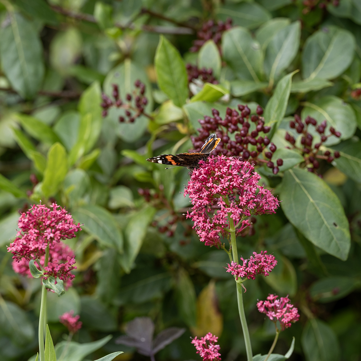 Pipört - Centranthus ruber (Krukstorlek: 0,5-1L)