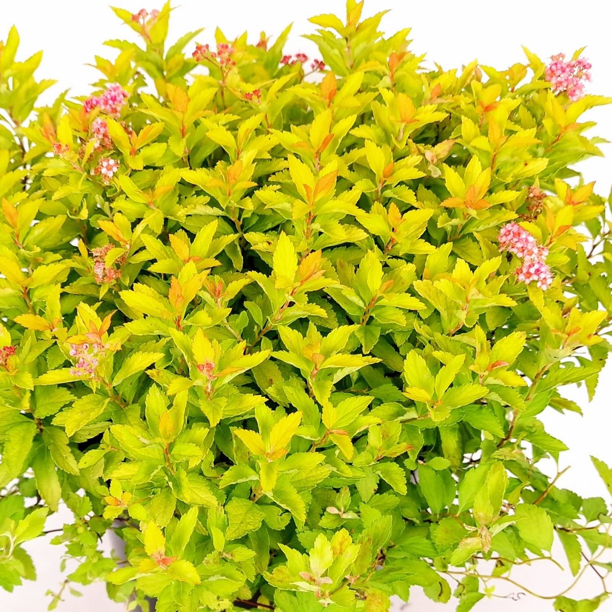 Rosenspirea - Spiraea japonica Zen&acute;s Spirit &reg; Gold &reg; (Storlek: 20-25 C3)