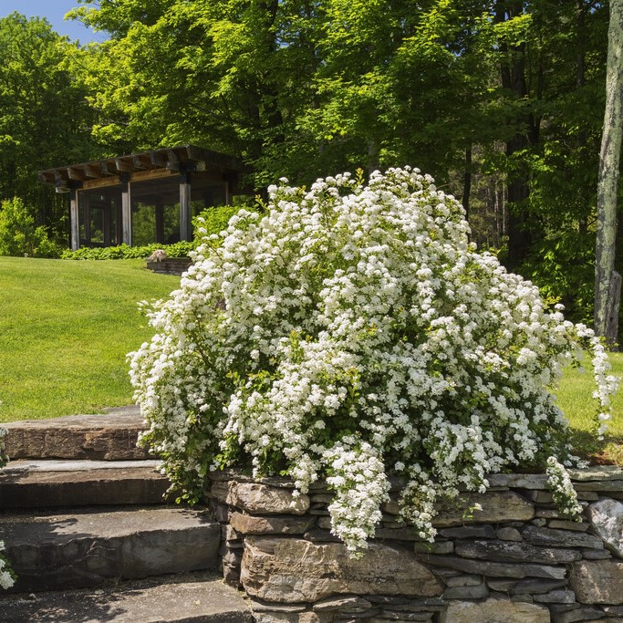 Sl&aring;nspirea - Spiraea prunifolia (Storlek: 40-60 C3)