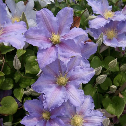 Klematis Storblommig - Clematis patens Spotlight ® (Storlek: C2)