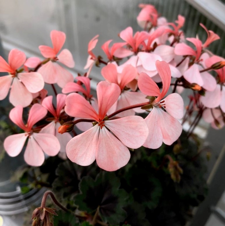 Dv&auml;rgpelargon, kruka - Pelargonium x hortorum Steffens Blackie