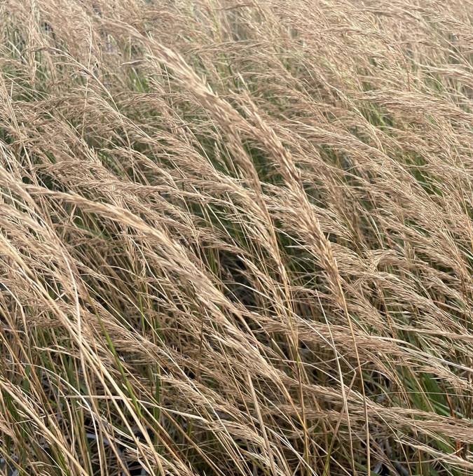 Silvergr&auml;s - Achnatherum calamagrostis (Stipa) Algau (Krukstorlek: 3L)