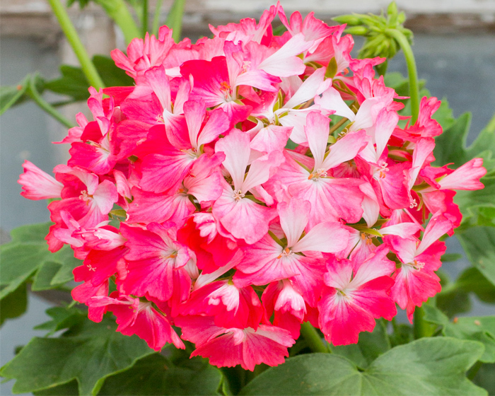 Stj&auml;rnpelargon, kruka - Pelargonium Sune Trygg
