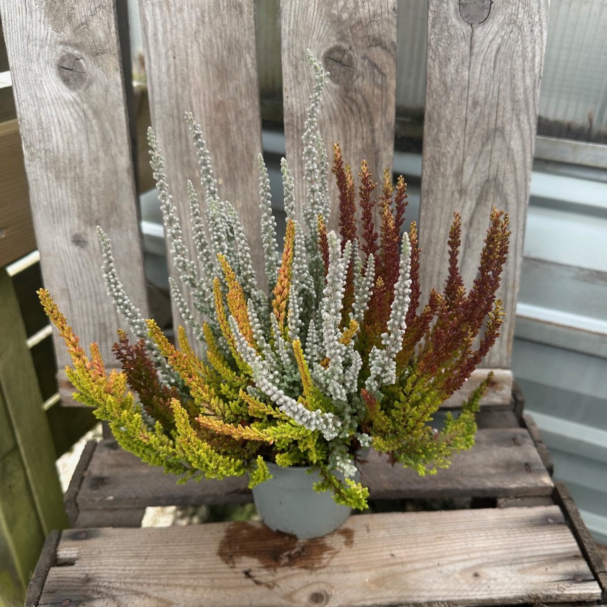 Calluna Sunset Fire, Ljung-mix - Höstväxter - Säsong