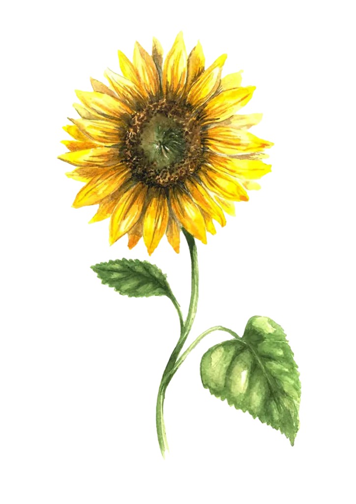 Solros, L&aring;g, Sunspot - Helianthus annuus Sunspot