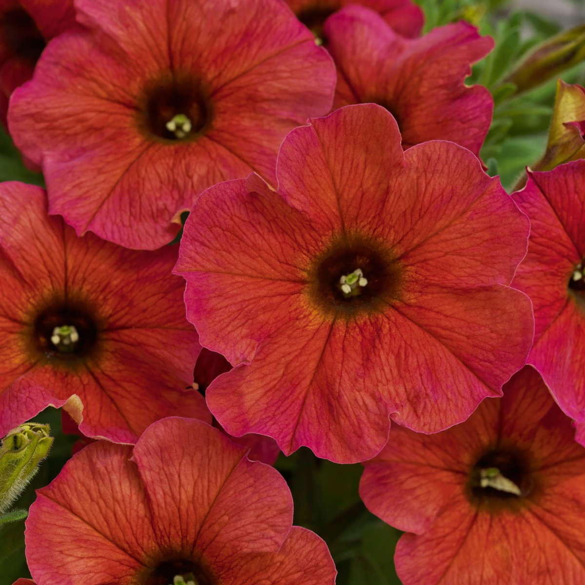 Petunia, Stickling 3-pack - Petunia x petchoa Beautical &trade; Cinnamon