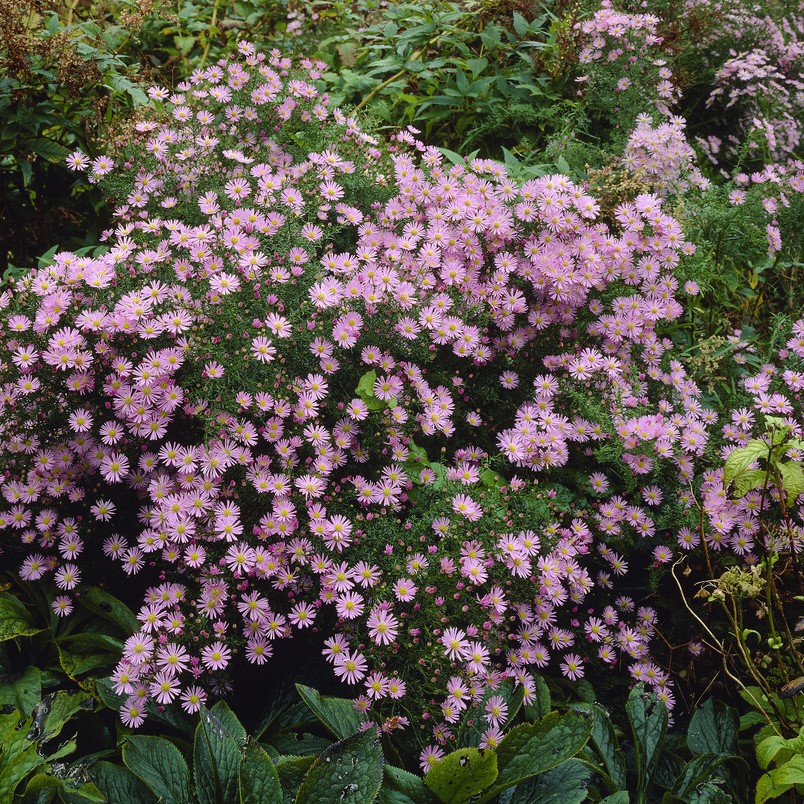 Ljungaster - Symphyotrichum (Aster) ericoides Esther (Krukstorlek: 0,5-1L)