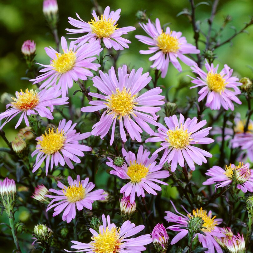 Daggaster - Symphyotrichum (Aster) laeve Calliope (Krukstorlek: 0,5-1L)