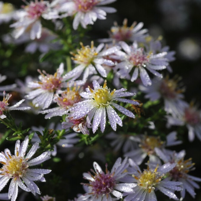 Höstaster - Perenner - Trädgårdsväxter - Växter