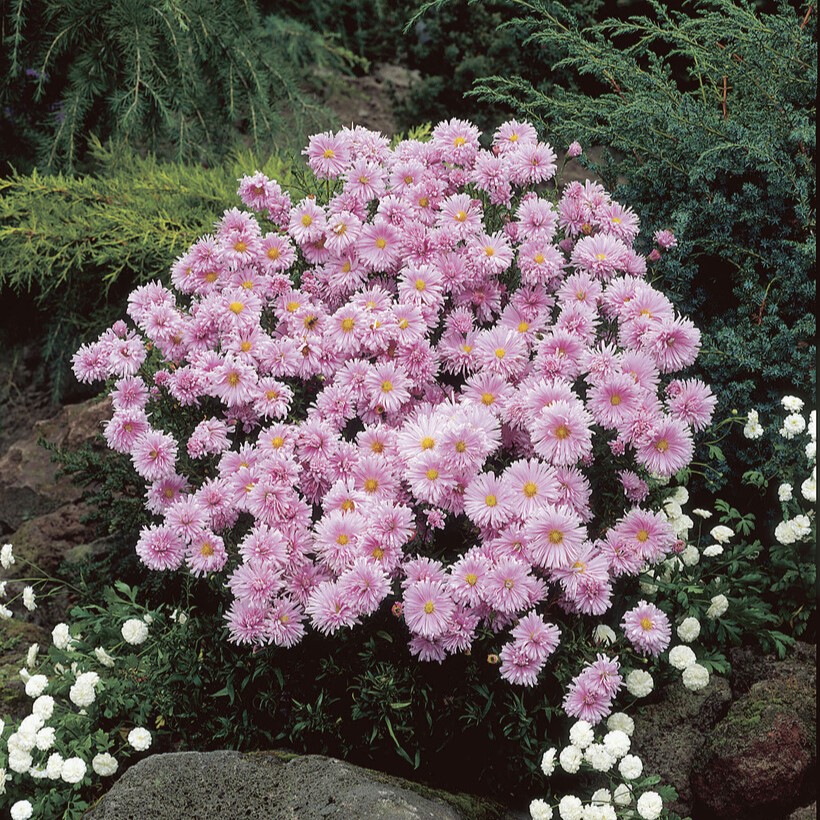 Höstaster - Perenner - Trädgårdsväxter - Växter