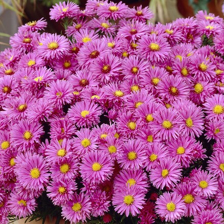 Höstaster - Perenner - Trädgårdsväxter - Växter