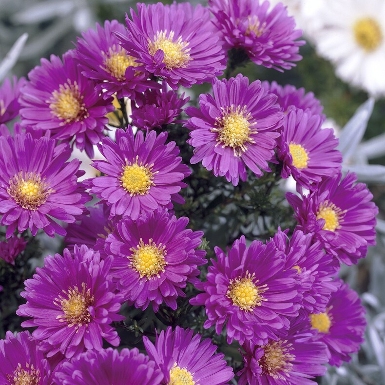 Höstaster - Perenner - Trädgårdsväxter - Växter