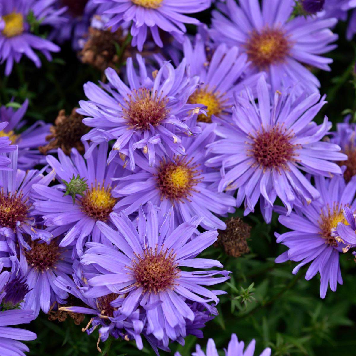 Oktoberaster - Symphyotrichum (Aster) novi-belgii Early Blue (Krukstorlek: 0,5-1L)