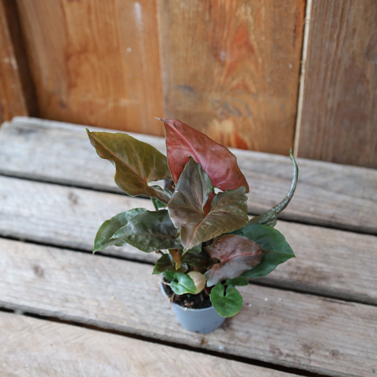 Syngonium Maria
