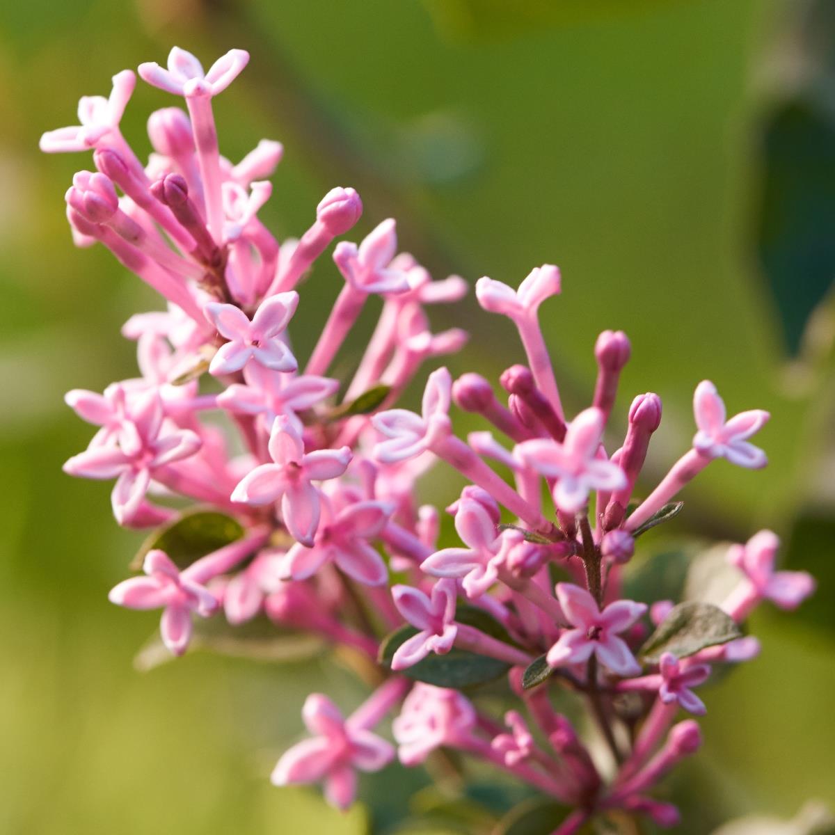 Syren - Syringa Bloomerang &reg; Pink Perfume (Storlek: 80 stam C5)