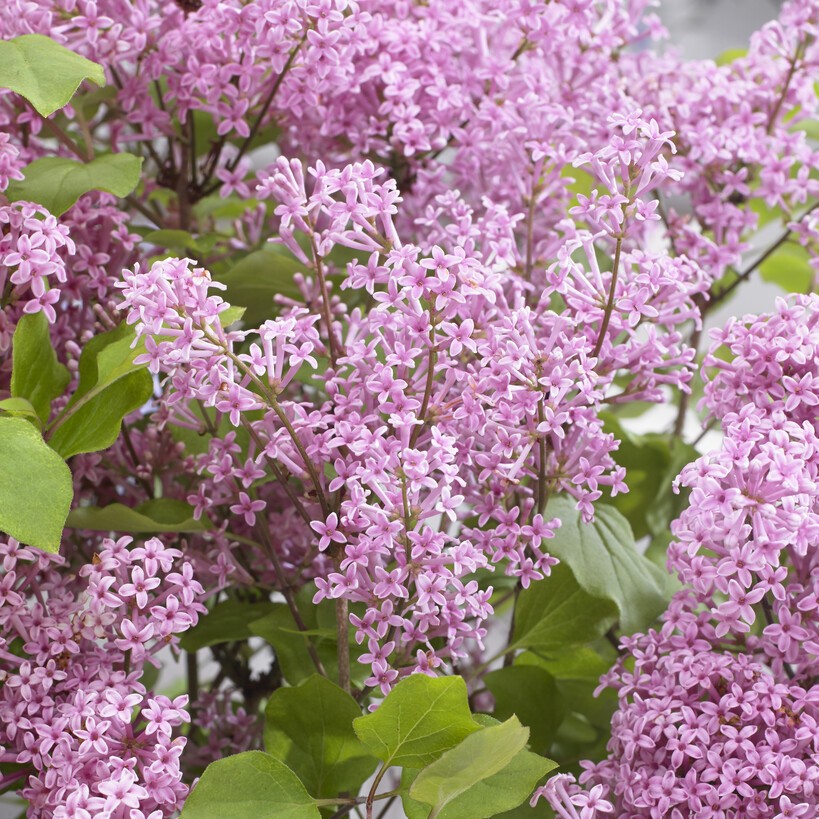 Dv&auml;rgsyren/Sm&aring;bladig Syren - Syringa meyeri Flowerfesta &reg; Pink (Storlek: 30-40 C3)
