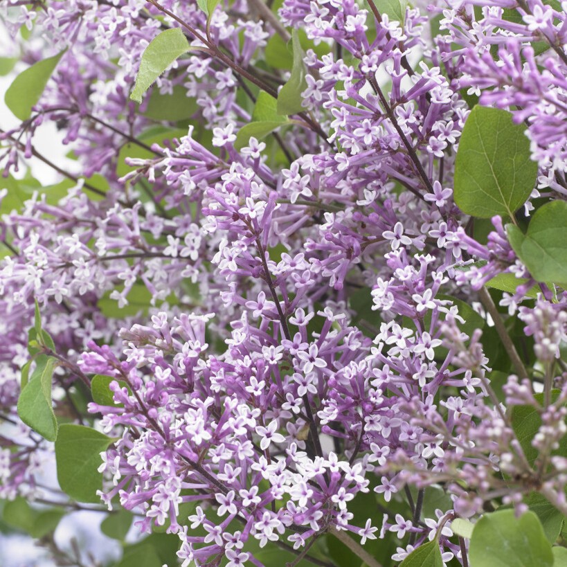 Dvärgsyren/Småbladig Syren - Syringa meyeri Flowerfesta ® Purple (Storlek: 30-40 C3)