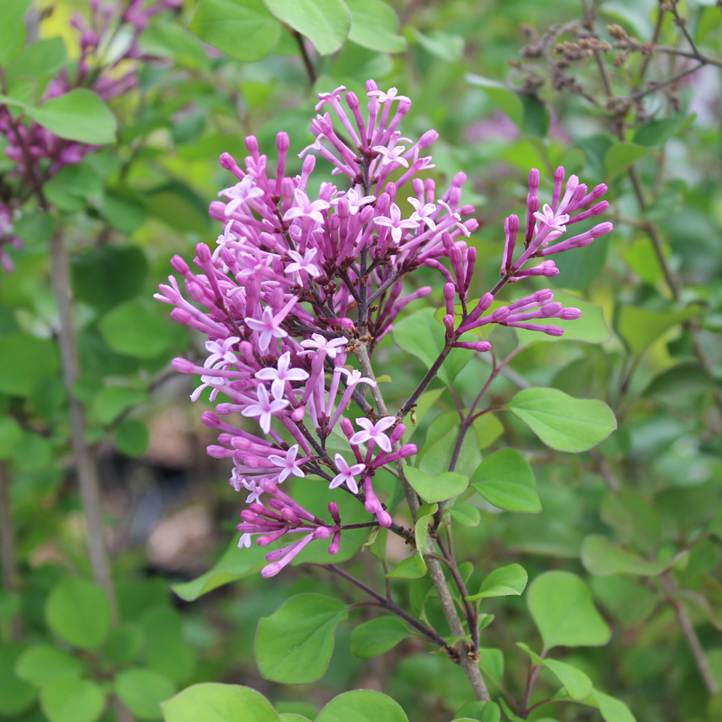 Dv&auml;rgsyr&eacute;n - Syringa meyeri Red Pixie (Storlek: 30-40 C3)