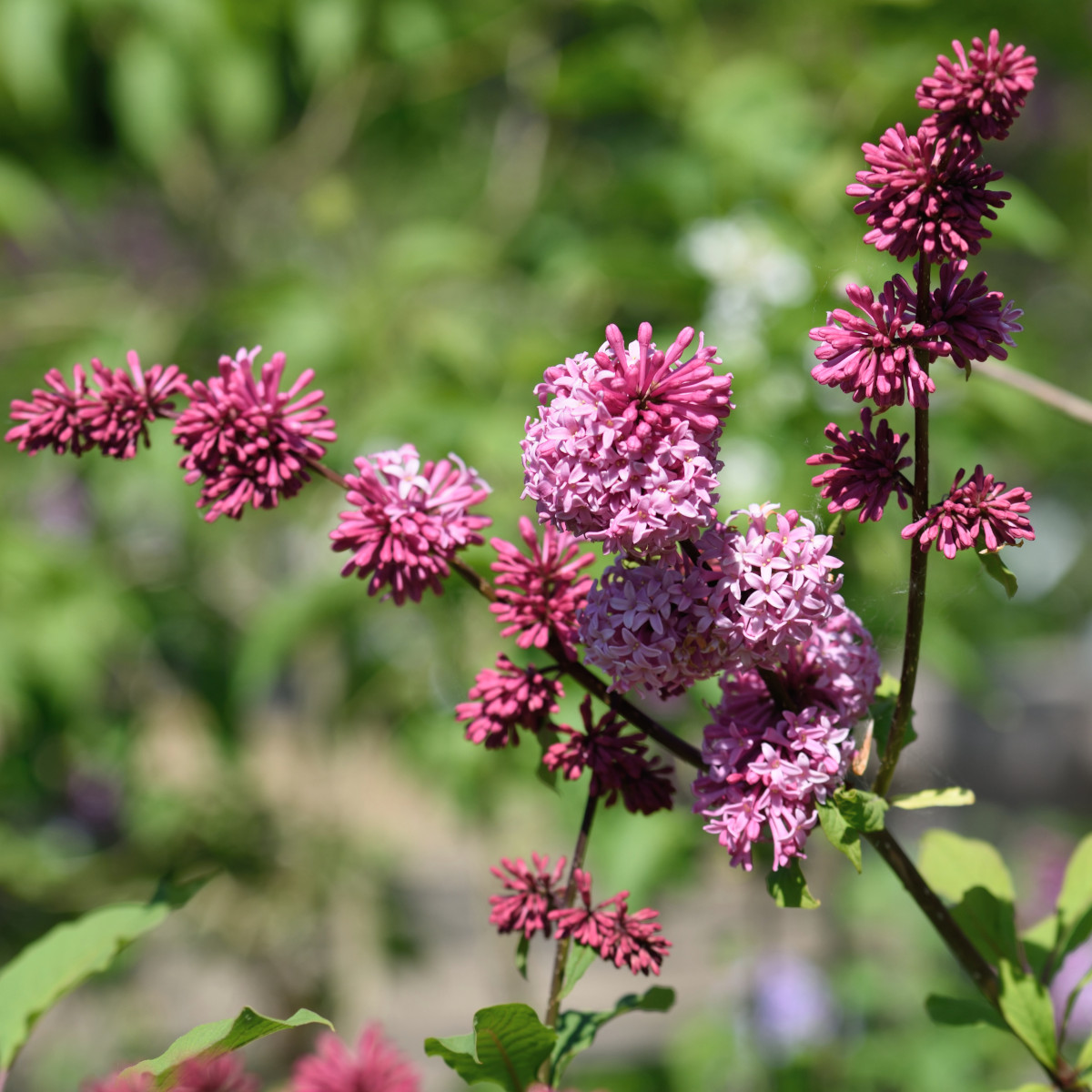 Prestonsyren - Syringa x prestoniae Miss Canada (Storlek: busk C3)
