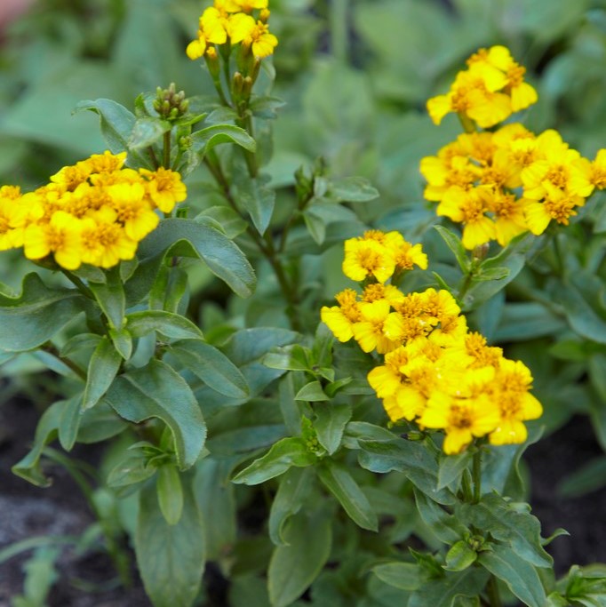Mexikansk Tagetes - Tagetes lucida (Krukstorlek: 0,5-1L)