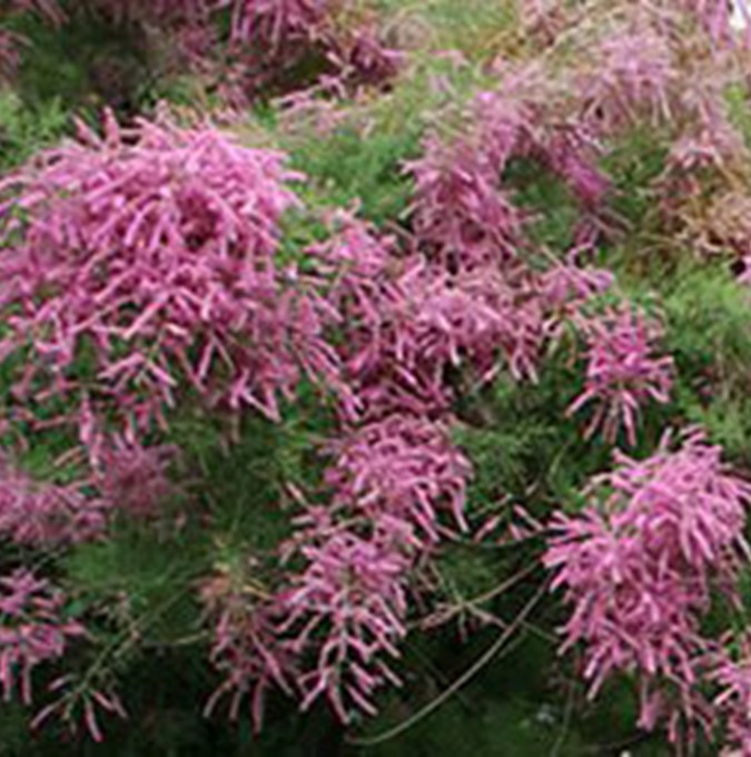 H&ouml;sttamarisk - Tamarix ramosissima Rubra (Storlek: busk C5)