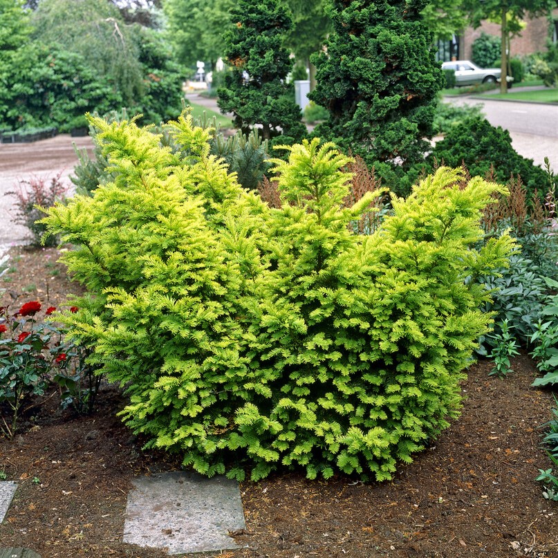 Idegran - Taxus baccata Semperaurea (Storlek: 30-40 C3)