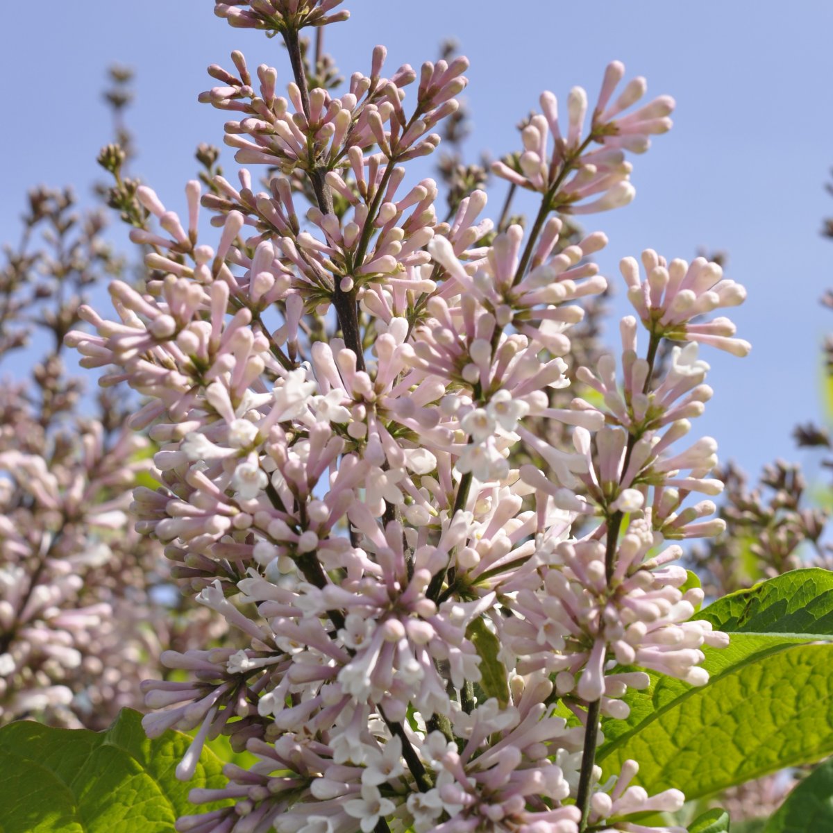 Prestonsyr&eacute;n - Syringa x prestoniae Telimena (Storlek: 30-50 C5)