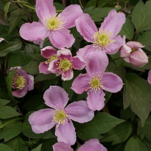 Bergklematis - Clematis montana Tetrarose (Storlek: C2)