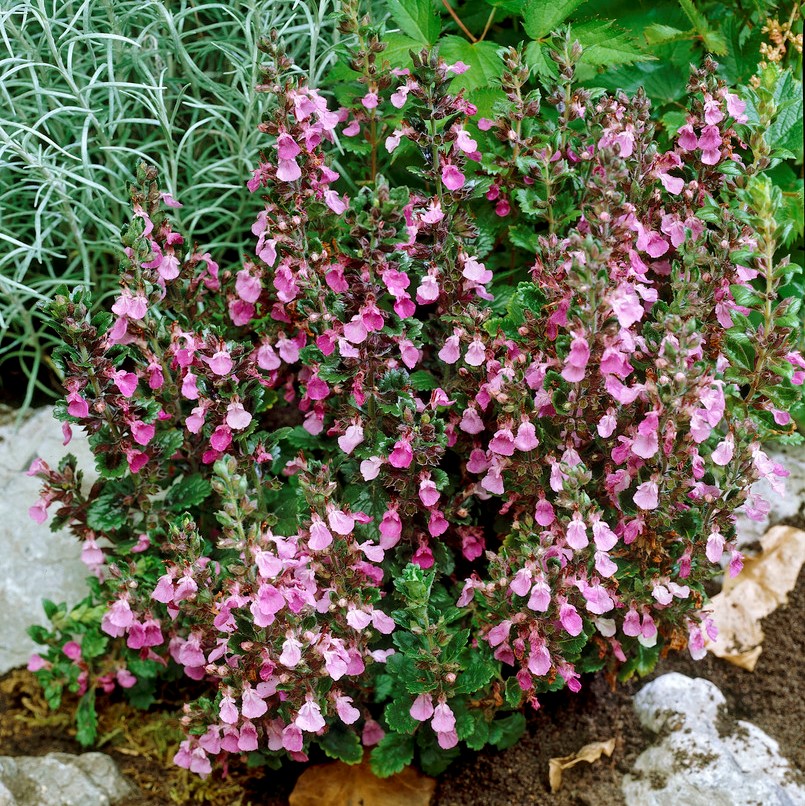 Teucrium Chamaedrys Nanum Gamander Perenner