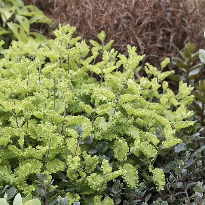 Lundgamander - Teucrium scorodonia Crispum (Krukstorlek: 0,5-1L)