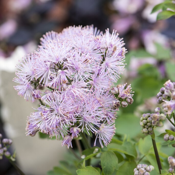 Aklejruta - Thalictrum aquilegiifolium Nimbus &trade; Pink (Krukstorlek: 0,5-1L)