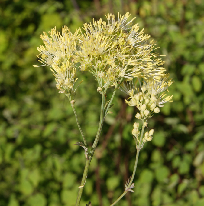 Ängsruta - Thalictrum flavum subsp. Glaucum (Krukstorlek: 3L)