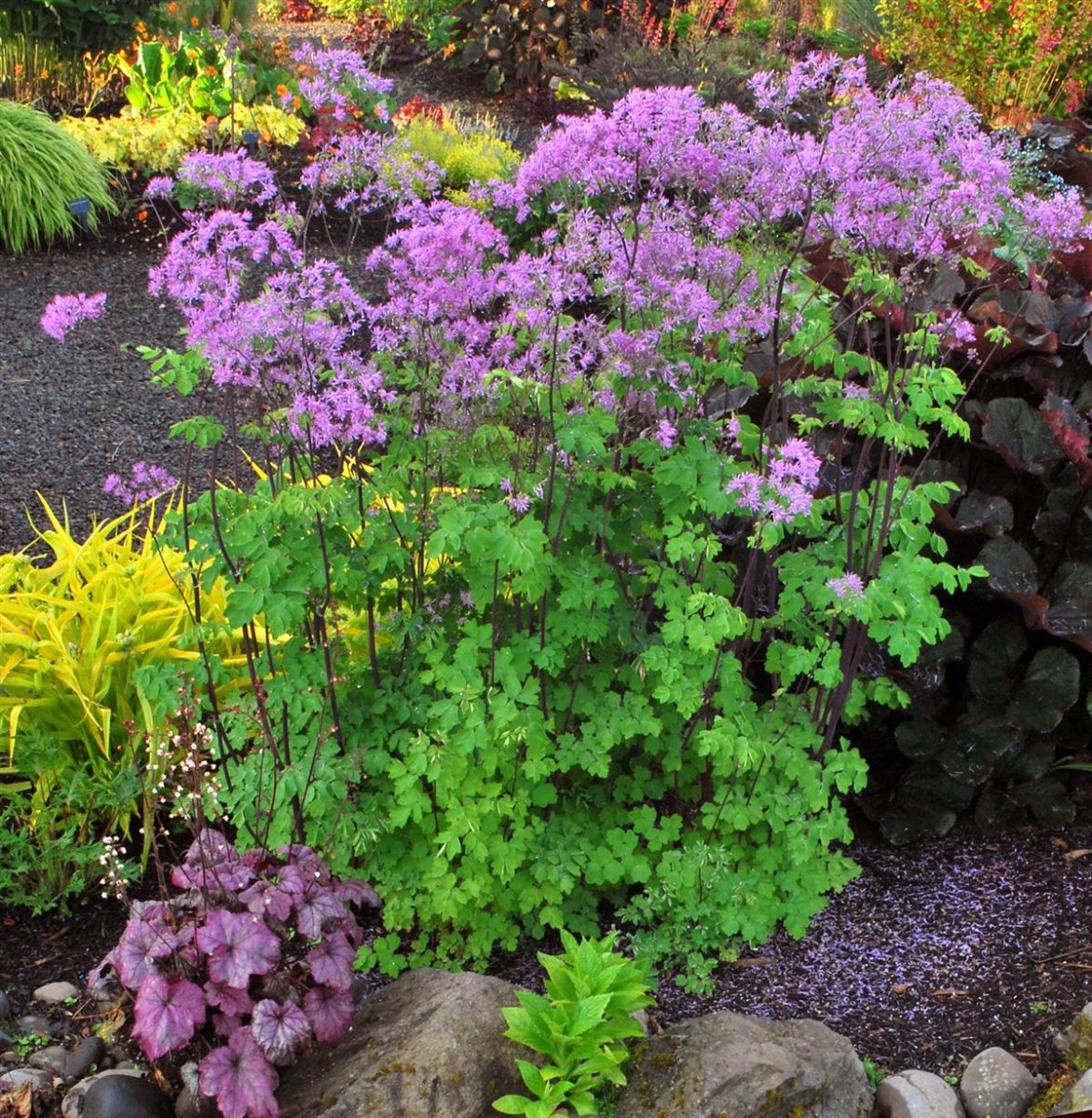 Trädgårdsruta - Thalictrum hybr. Black Stockings (Krukstorlek: 3L)