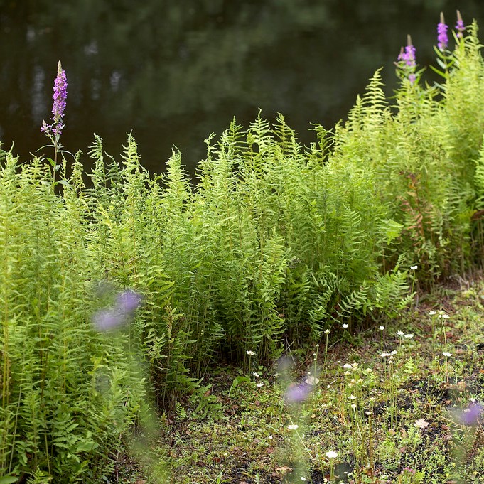 K&auml;rrbr&auml;ken - Thelypteris palustris