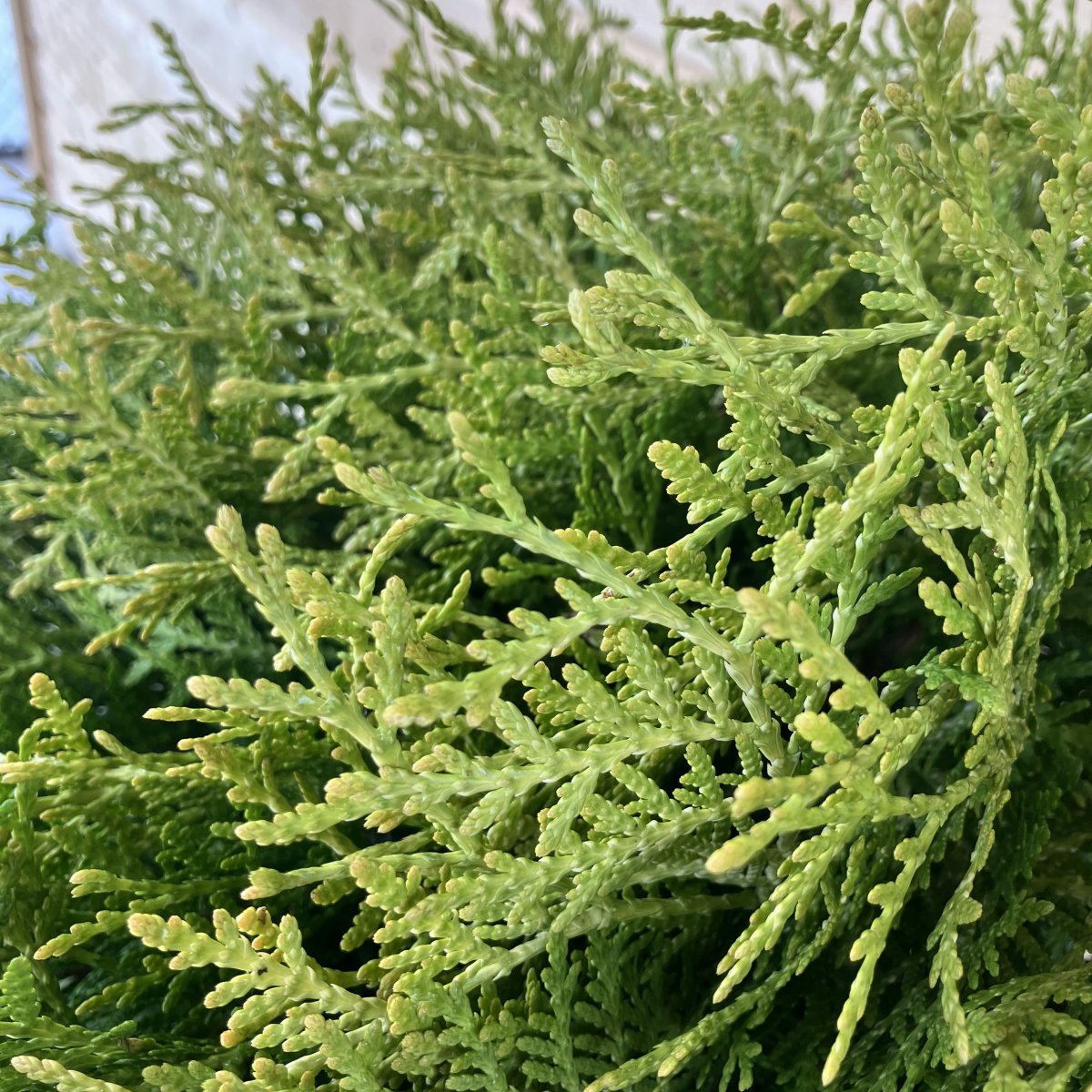 Gul Klottuja - Thuja occidentalis Danica Aurea (Storlek: 20-25 C2)
