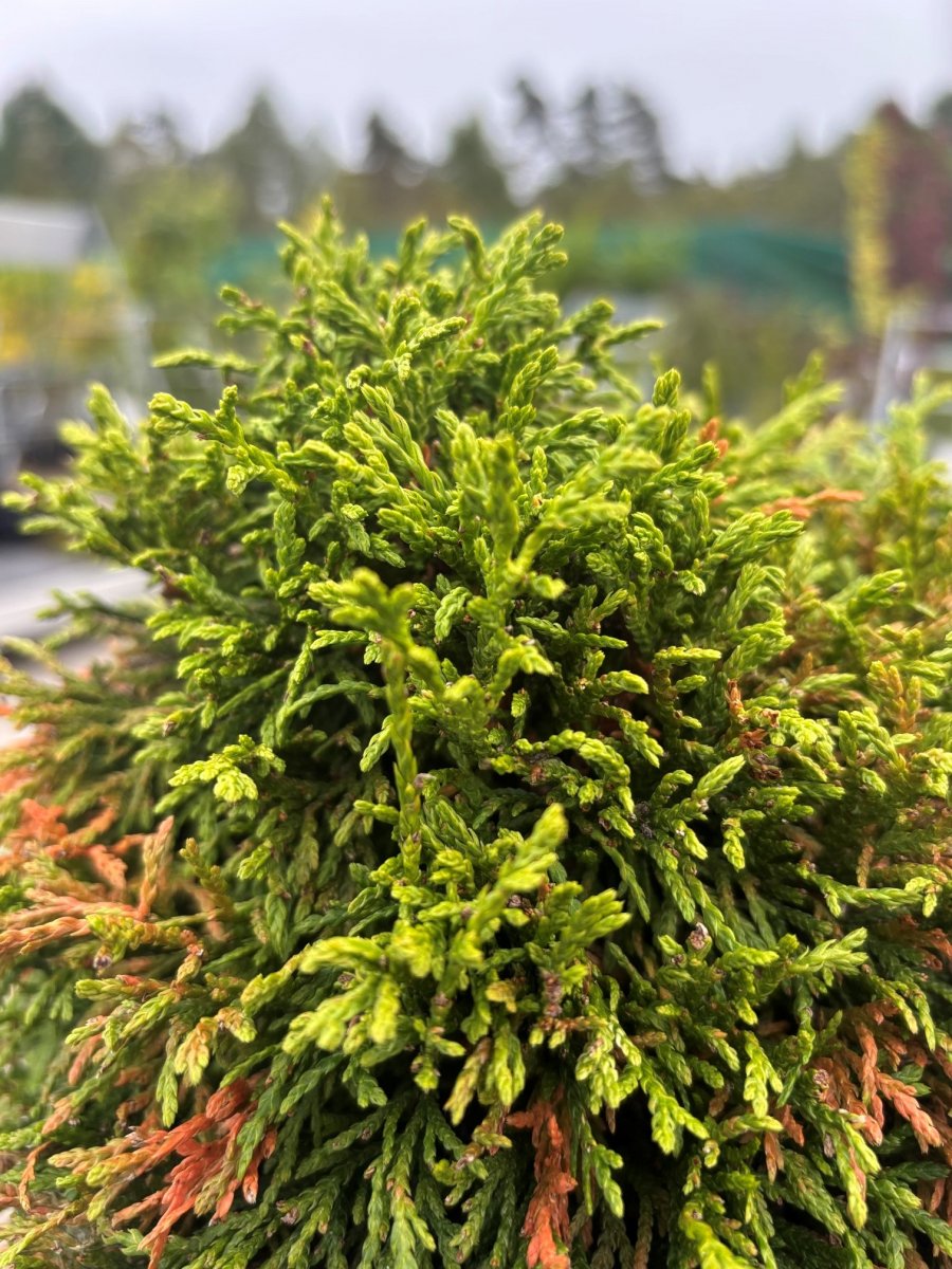 Dv&auml;rgtuja - Thuja occidentalis Kraznal (Storlek: 20-25 C5)