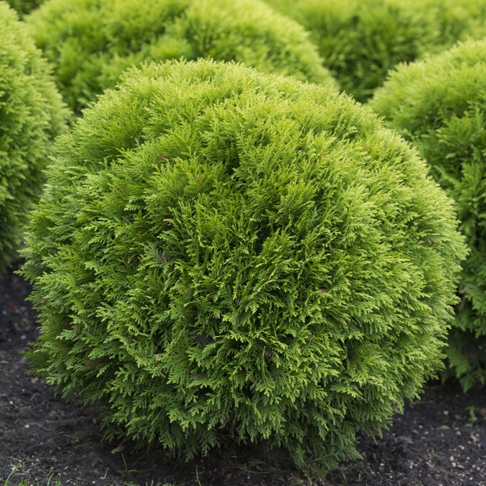 Gul Klottuja - Thuja occidentalis Mirjam &reg; (Storlek: 25-30 C3)